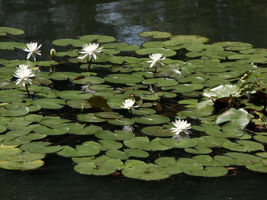 Matsusaki Nomi Dış mekan fotoğraf